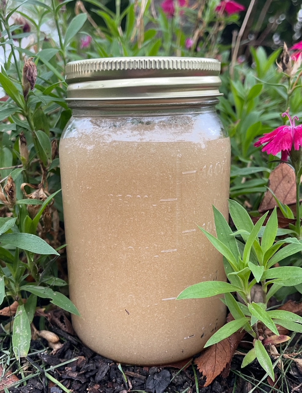 LEMON GINGER SEAMOSS 16OZ.